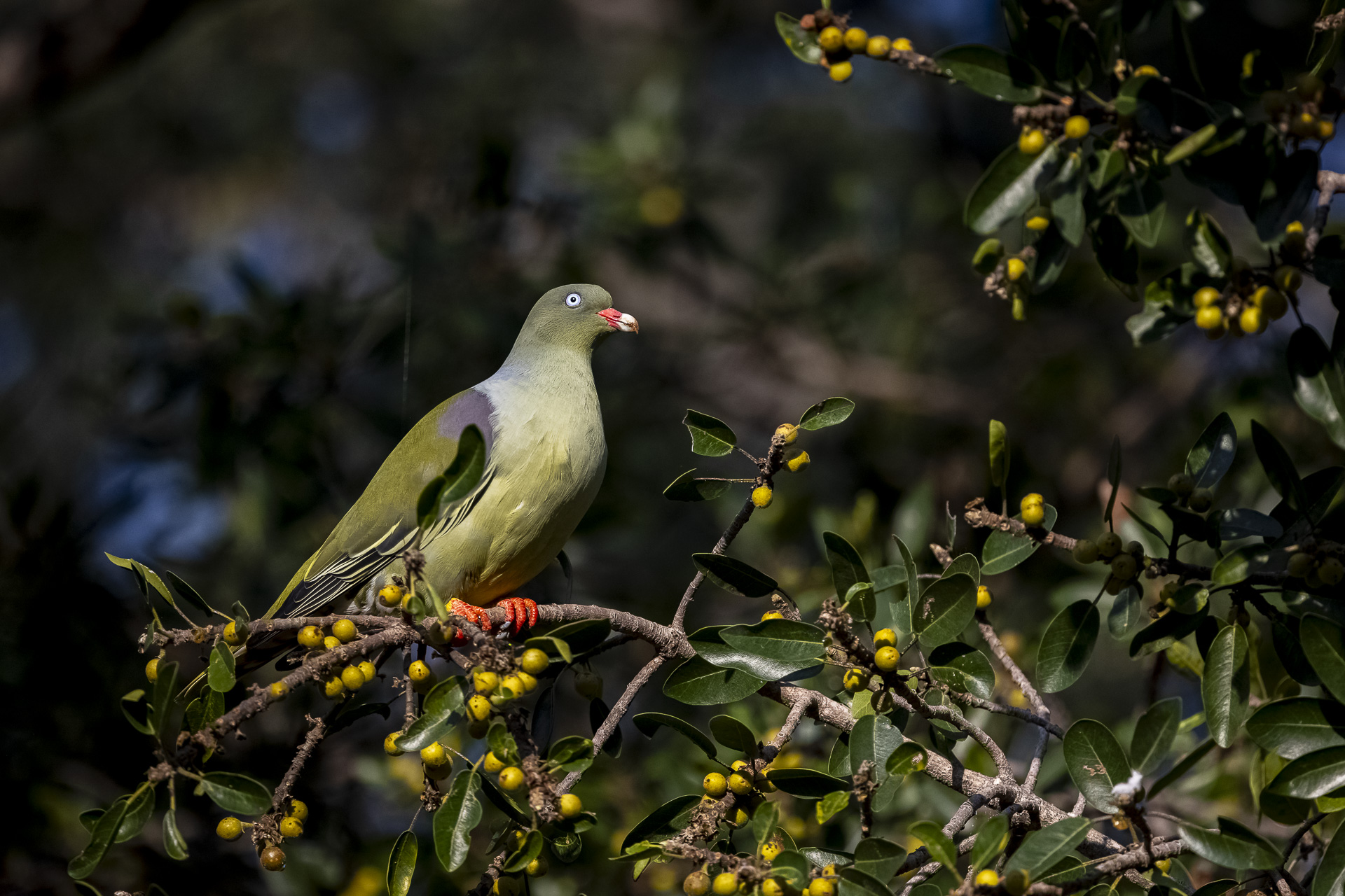 Green Pigeon photographed during a Southern Kruger bird photography route in Skukuza Camp