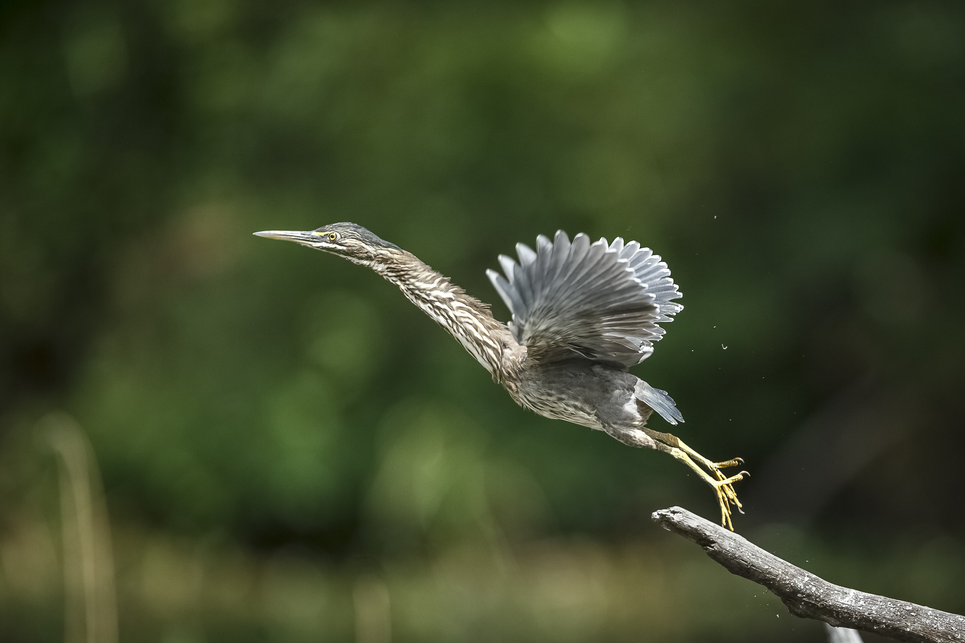 Heron taking off from a perch at lake panic during a Kruger Bird Photography Workshop