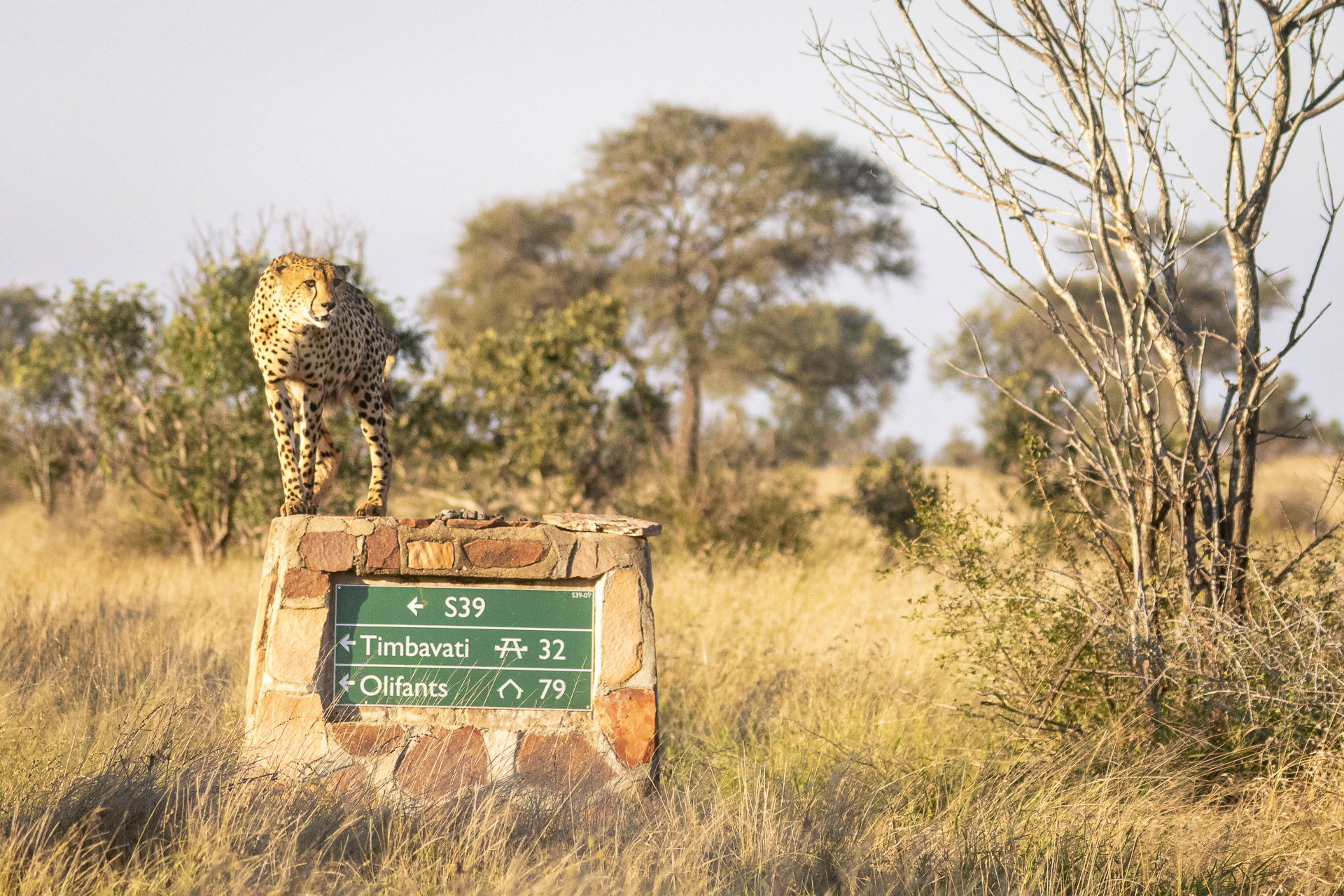 Wildlife photographed during a private safari in South Africa