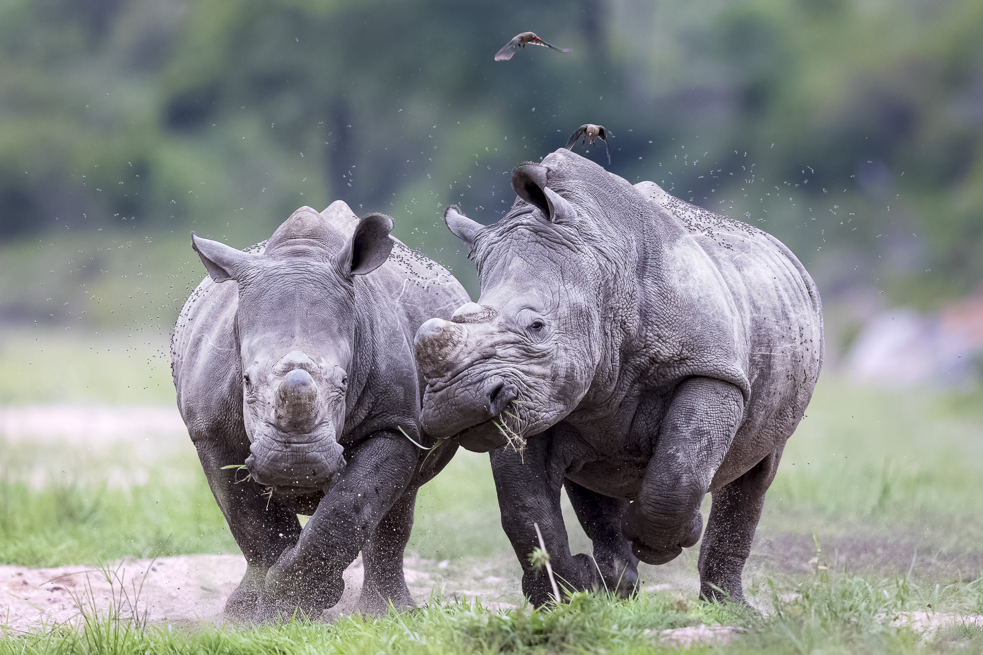 Wildlife photographed during a private safari in South Africa